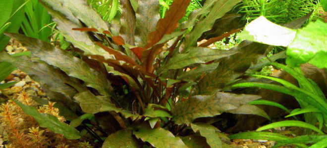 Аквариумное растение — Криптокорина