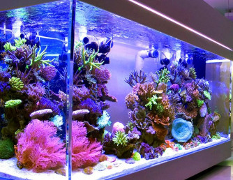 Как выбрать аквариум, какой лучше? Советы для начинающих