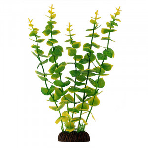 Растение "Бакопа" желто-зеленая, крупнолистная, 300мм