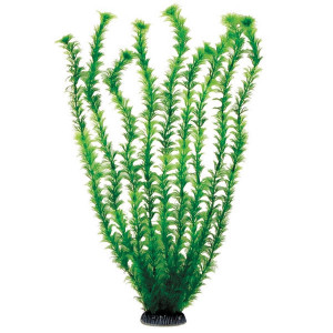 Растение 5568 "Амбулия" зеленая, 500мм, (пакет)