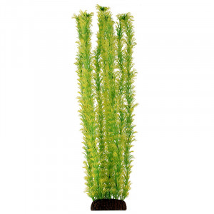 Растение "Амбулия", жёлто-зеленое, 500мм