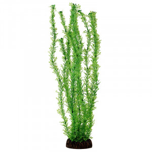 Растение 13138 "Лигодиум" зеленый, 100мм, (пакет)
