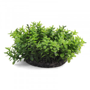 Растение "Микрантемум", L, зеленое, 50мм