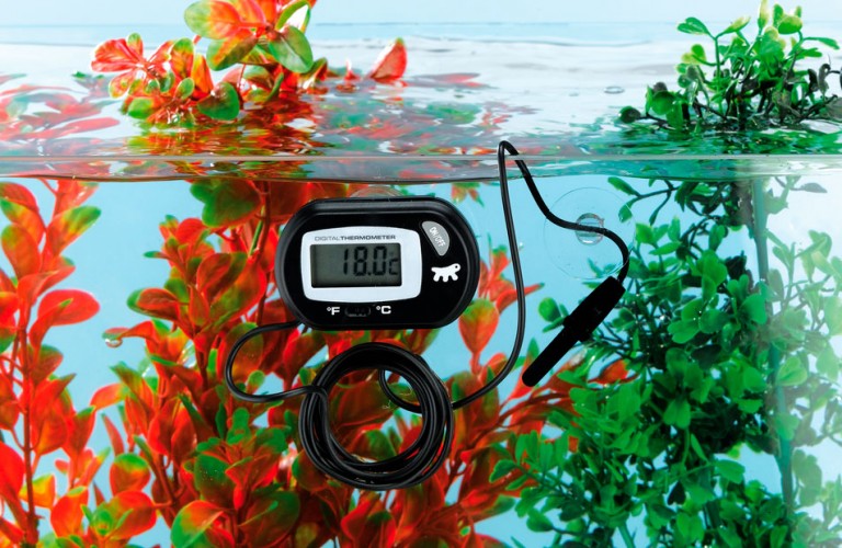 Какой выбрать термометр для аквариума