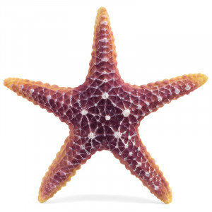 Коралл искусственный "Звезда морская", M, 160*160*30мм