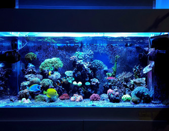 Нужно ли соблюдать световой режим в аквариуме?