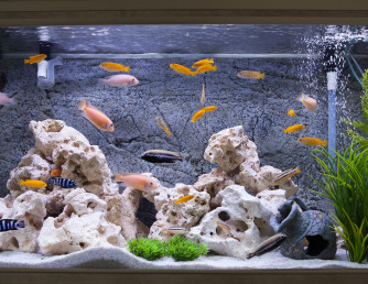 Сколько рыбок можно содержать в одном аквариуме?